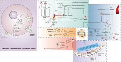 Elucidating a fresh perspective on the interplay between exosomes and rheumatoid arthritis